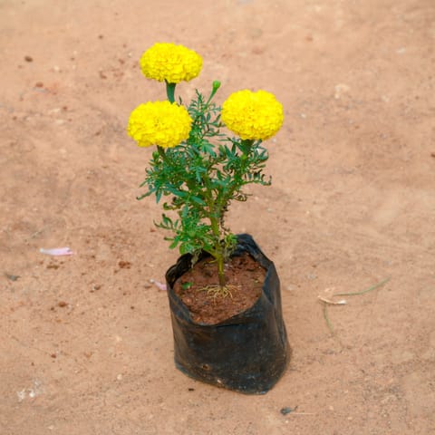 Marigold / Genda (any colour) in 4 Nursery Bag