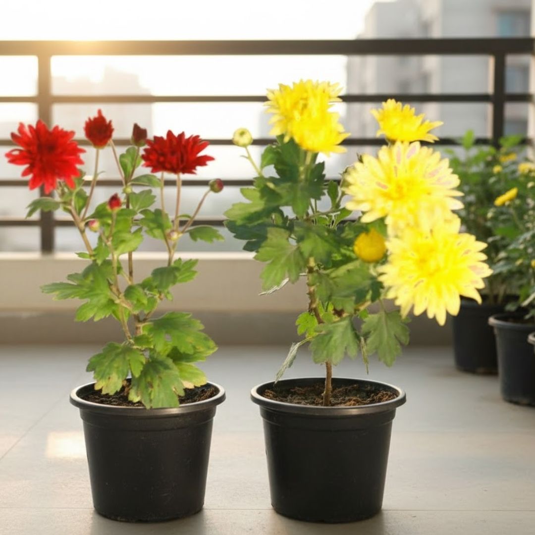 Set of 2 - Chrysanthemum / Guldawari in 4 Inch Nursery Pot