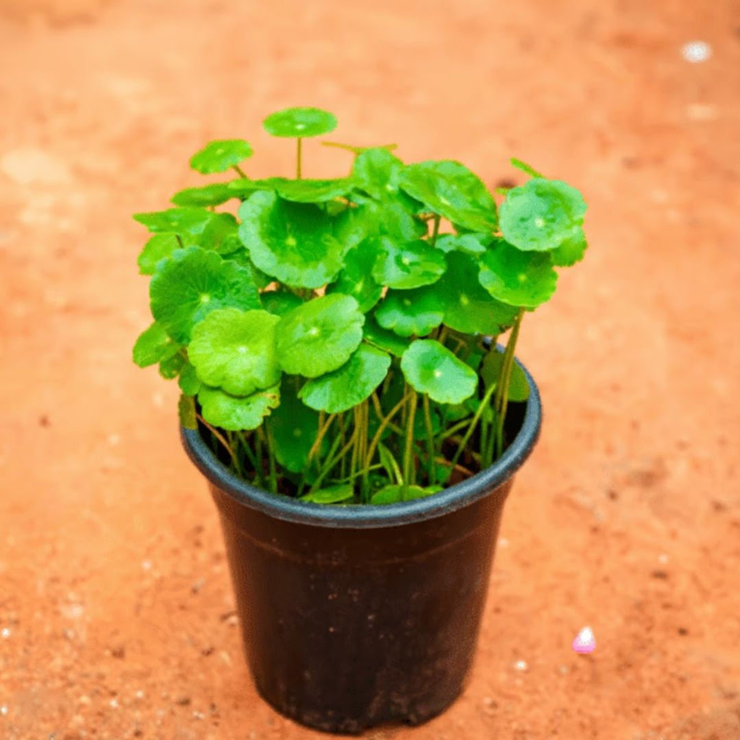 Lucky for Wealth Brahmi Dollar / Pennywort in 4 Inch Nursery Pot
