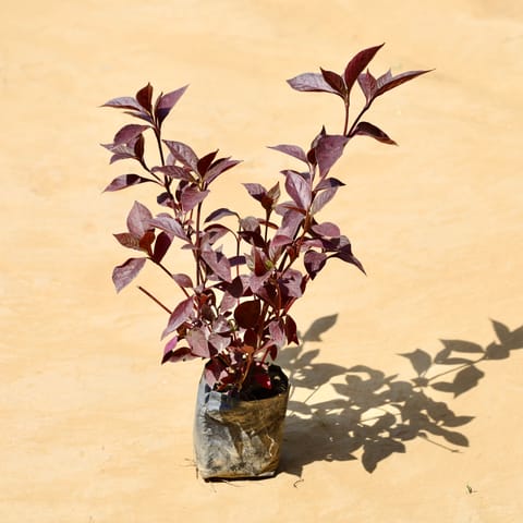 Laal Saag in 3 Inch Nursery Bag