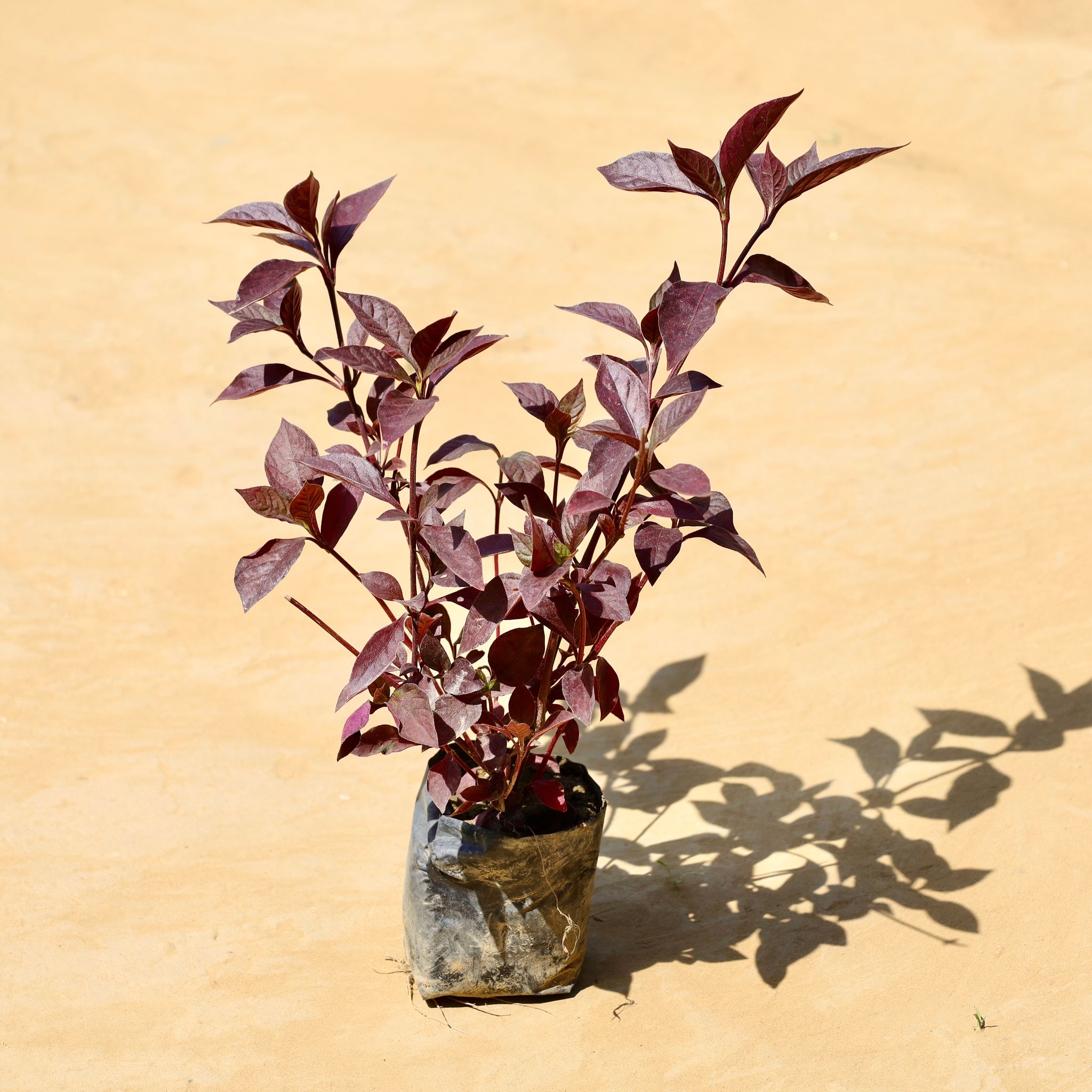 Laal Saag in 3 Inch Nursery Bag