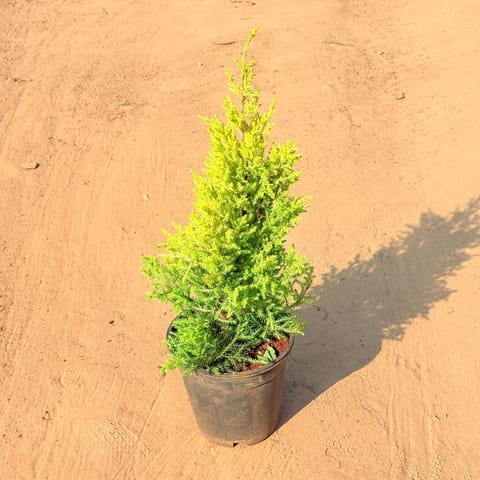 Cypress Golden (~ 2 Ft) in 8 Inch Nursery Pot