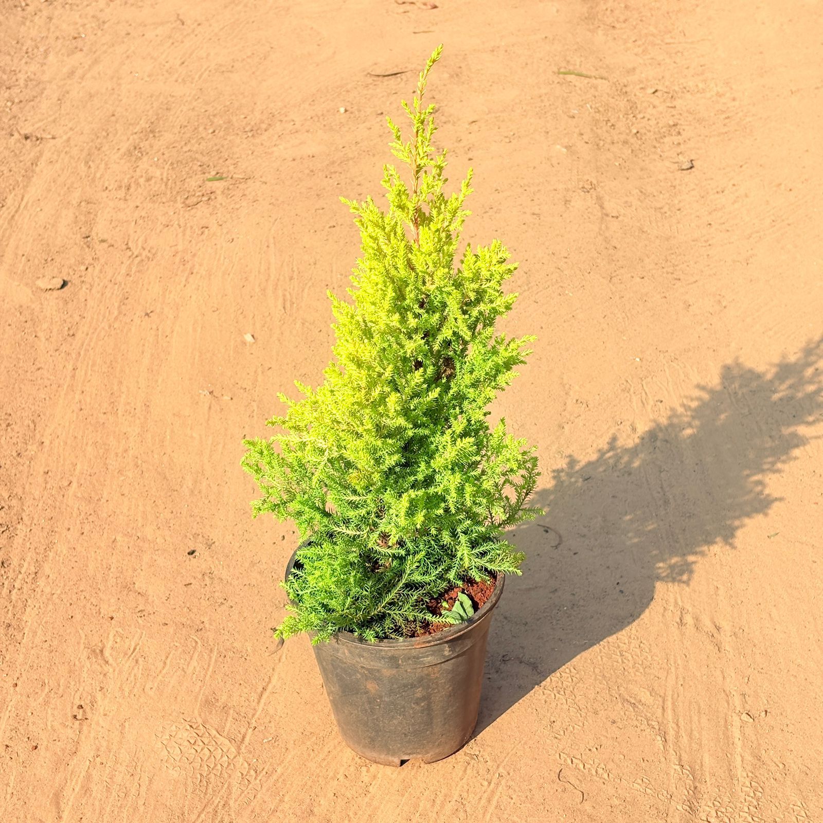 Cypress Golden (~ 2 Ft) in 8 Inch Nursery Pot