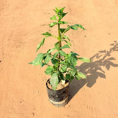 Dahlia Desi (~1 FT) (any colour) in 4 Inch Nursery Bag