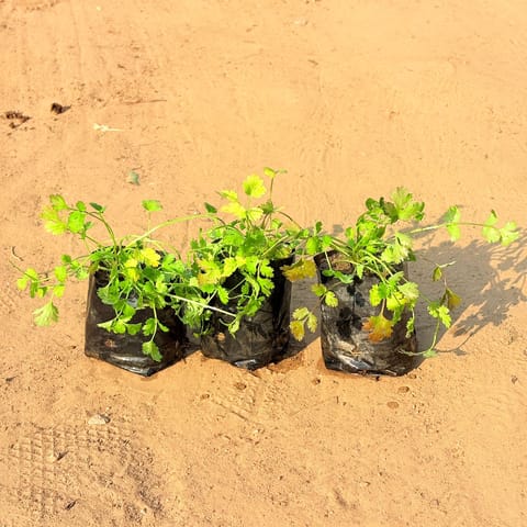 Set of 3 - Dhaniya / Coriander in 3 inch Nursery Bag
