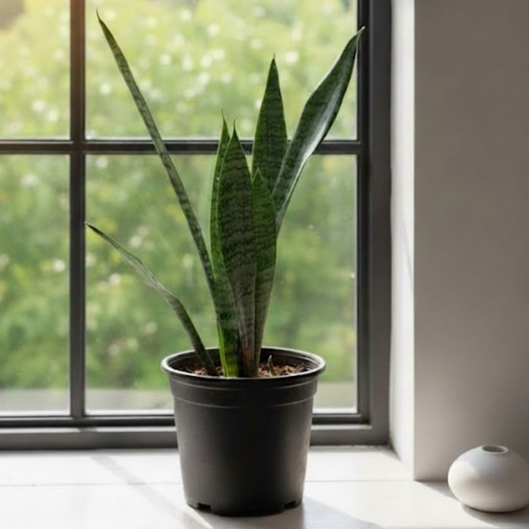 Air Purifying - Snake Green Long in 6 Inch Nursery Pot - Absorbs Pollution