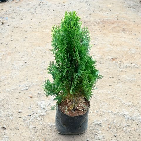 Morpankhi (~ 3 Ft) in 8 Inch Nursery Bag