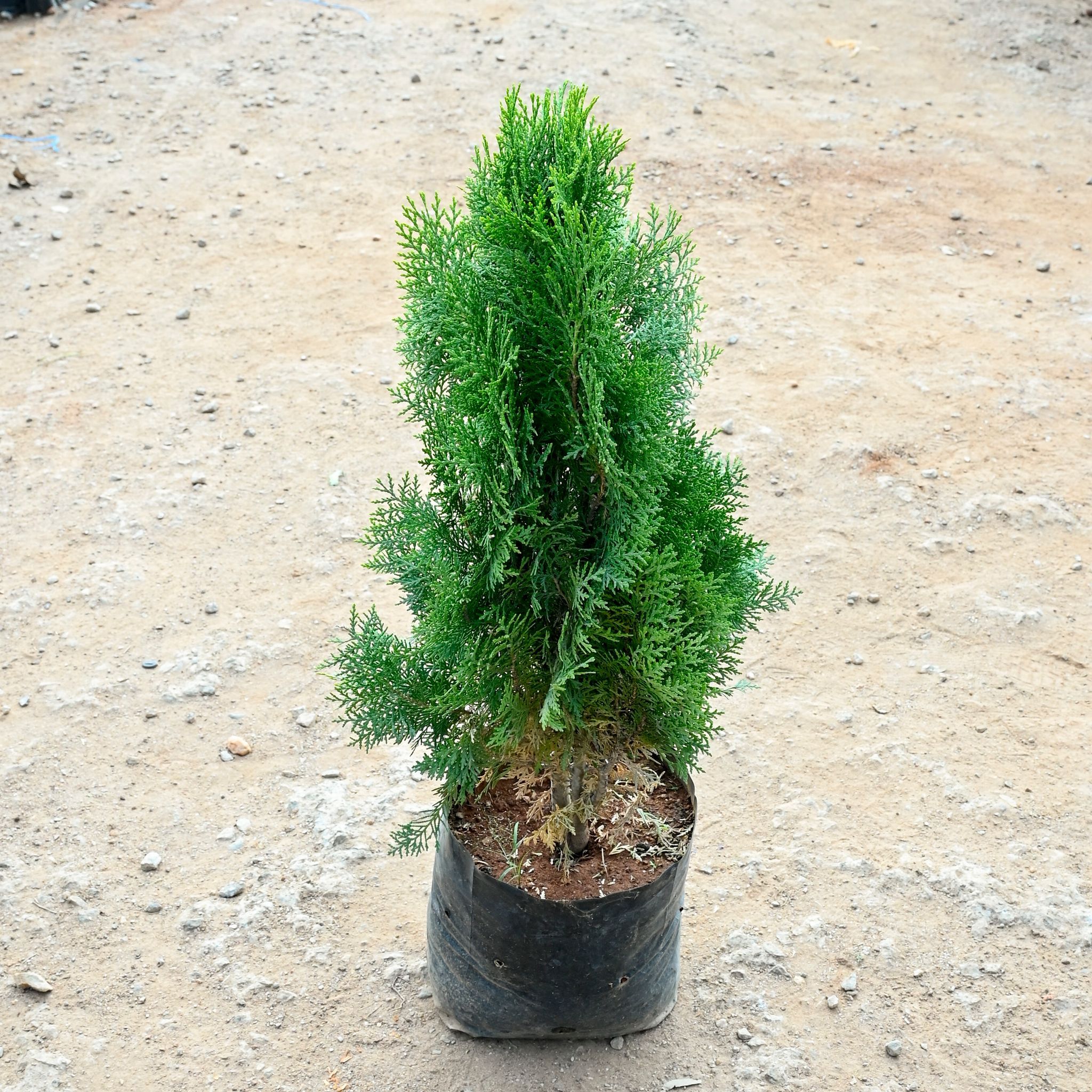 Morpankhi (~ 3 Ft) in 8 Inch Nursery Bag