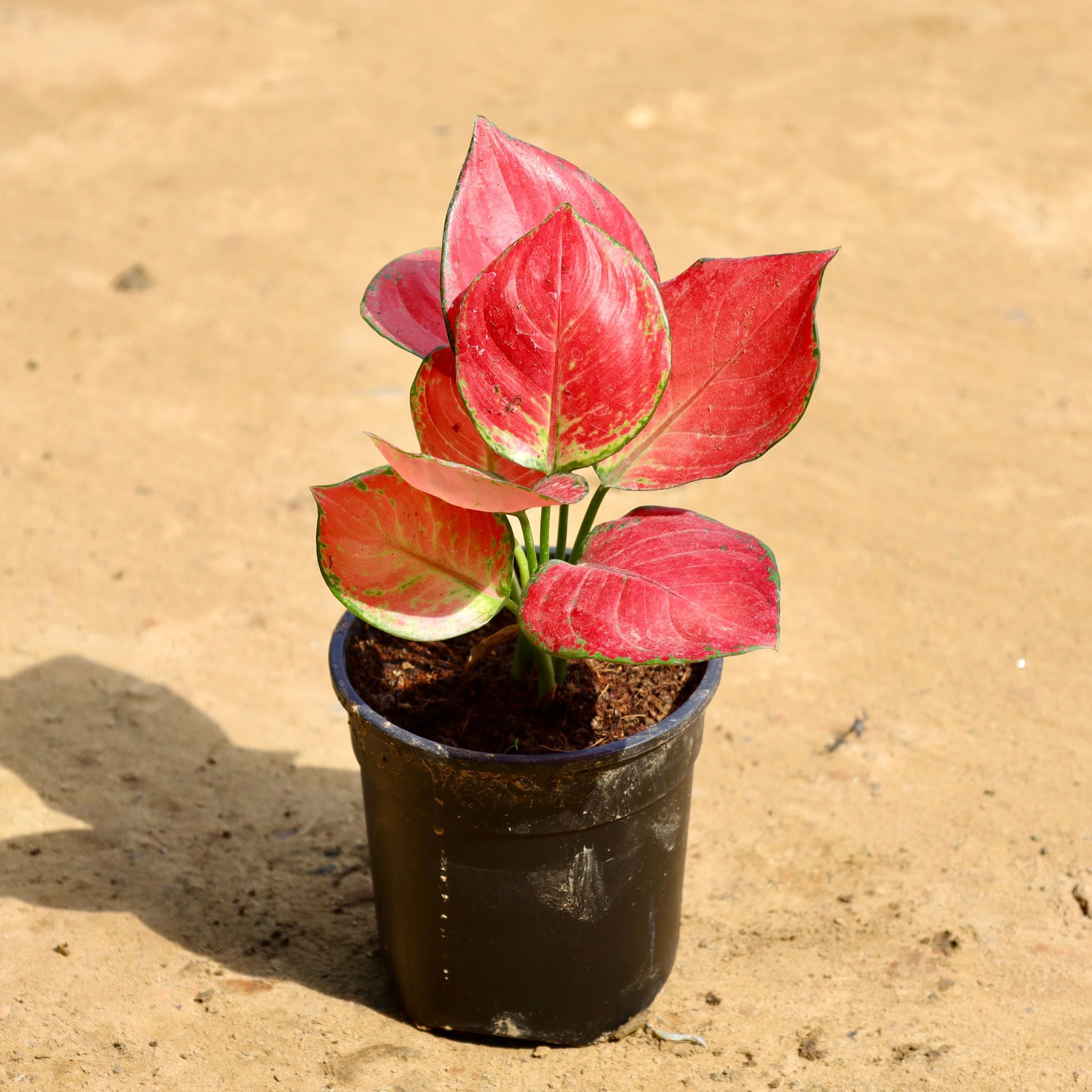Aglaonema Red in 6 Inch Nursery Pot