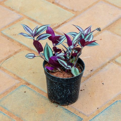 Wandering Jew in 5 Inch Nursery Pot