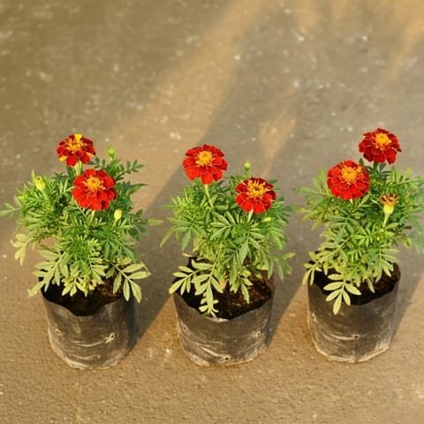 Set of 3 - Marigold Jafri 4 Inch Nursery Bag