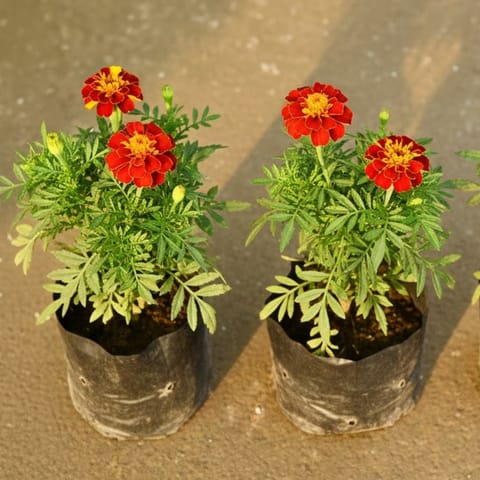 Set of 2 - Marigold Jafri 4 Inch Nursery Bag