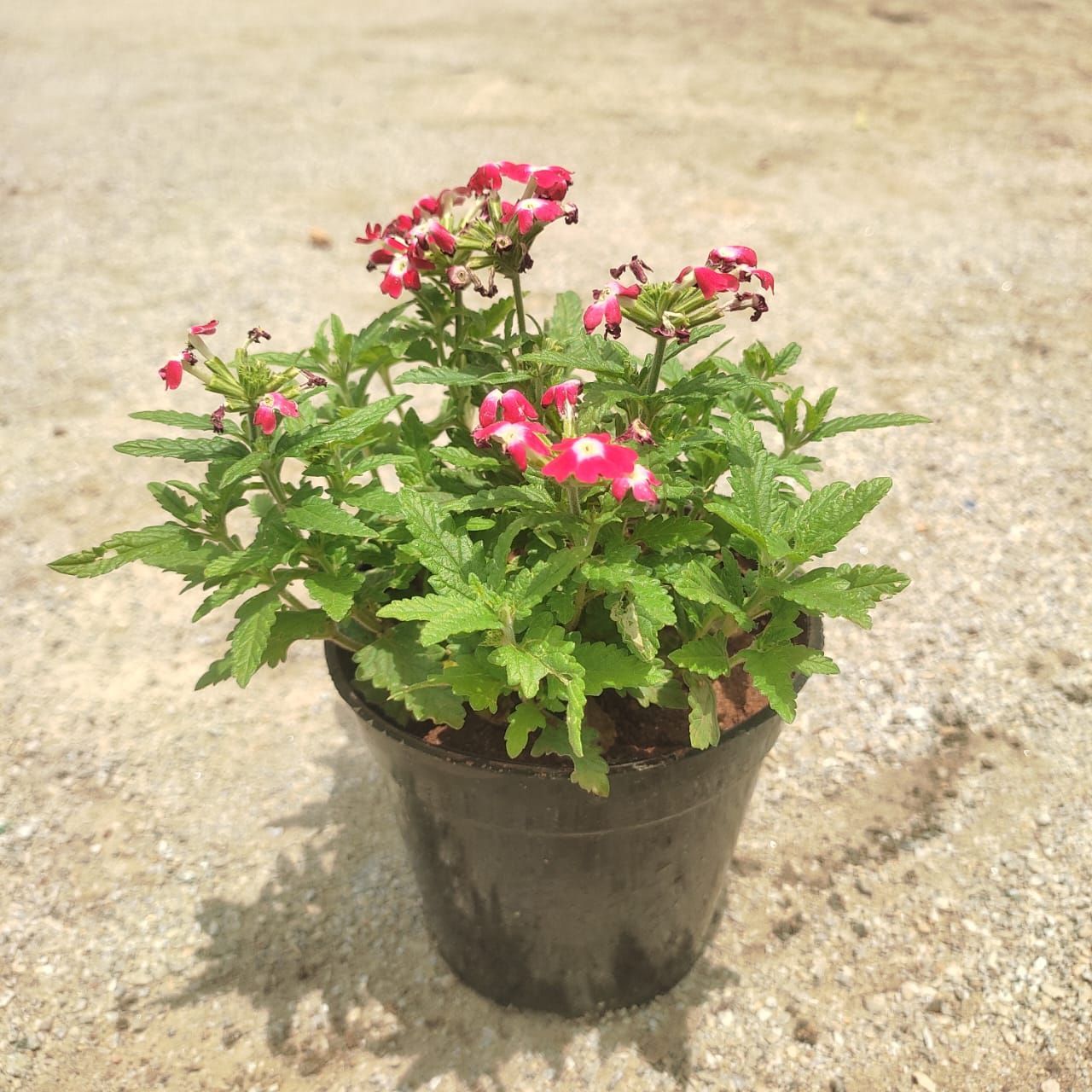 Verbena (Any Colour) in 4 Inch Nursery Pot