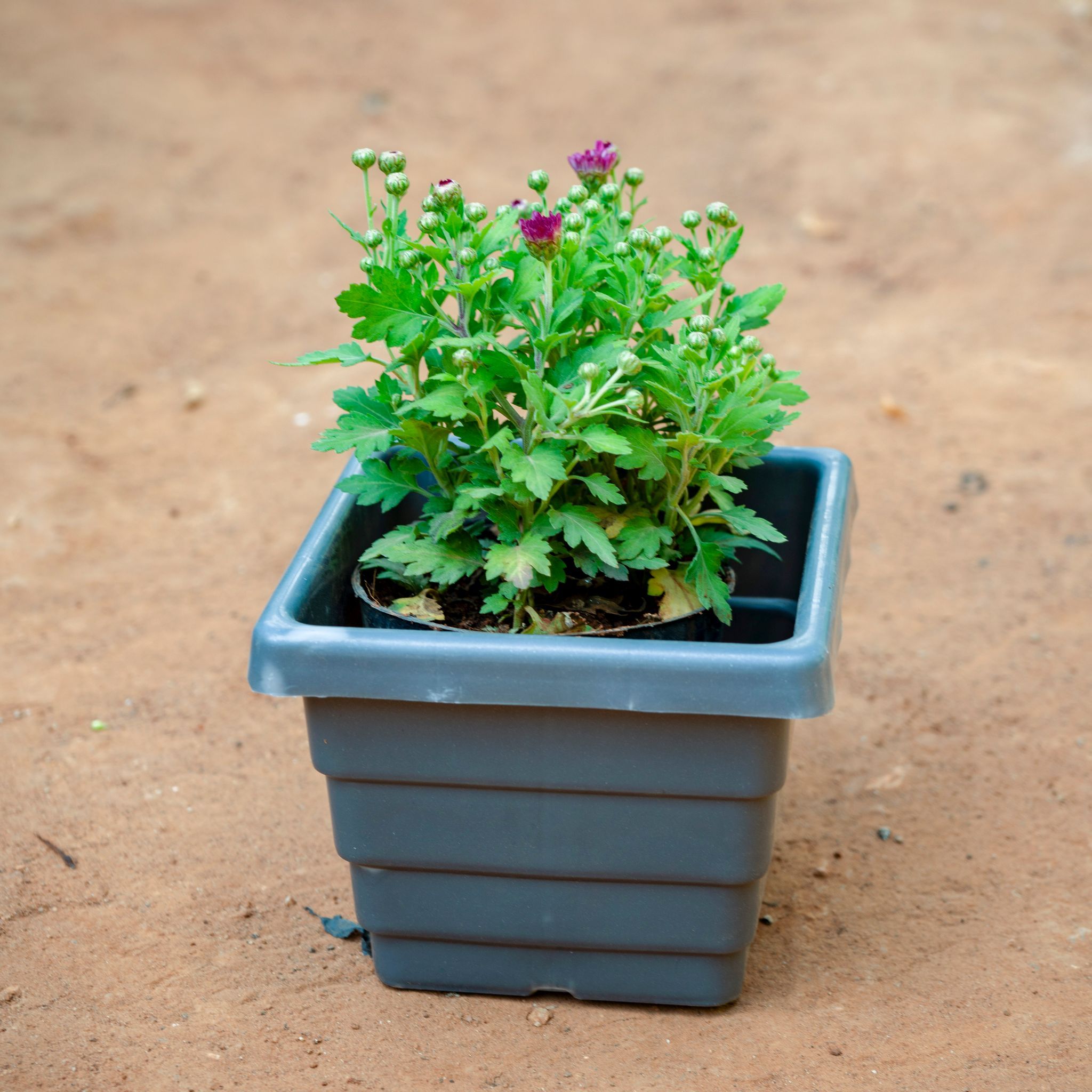 Chrysanthemum / Guldaudi / Guldawari (Any Colour) in 6 Inch Grey Premium Orchid Square Plastic Pot
