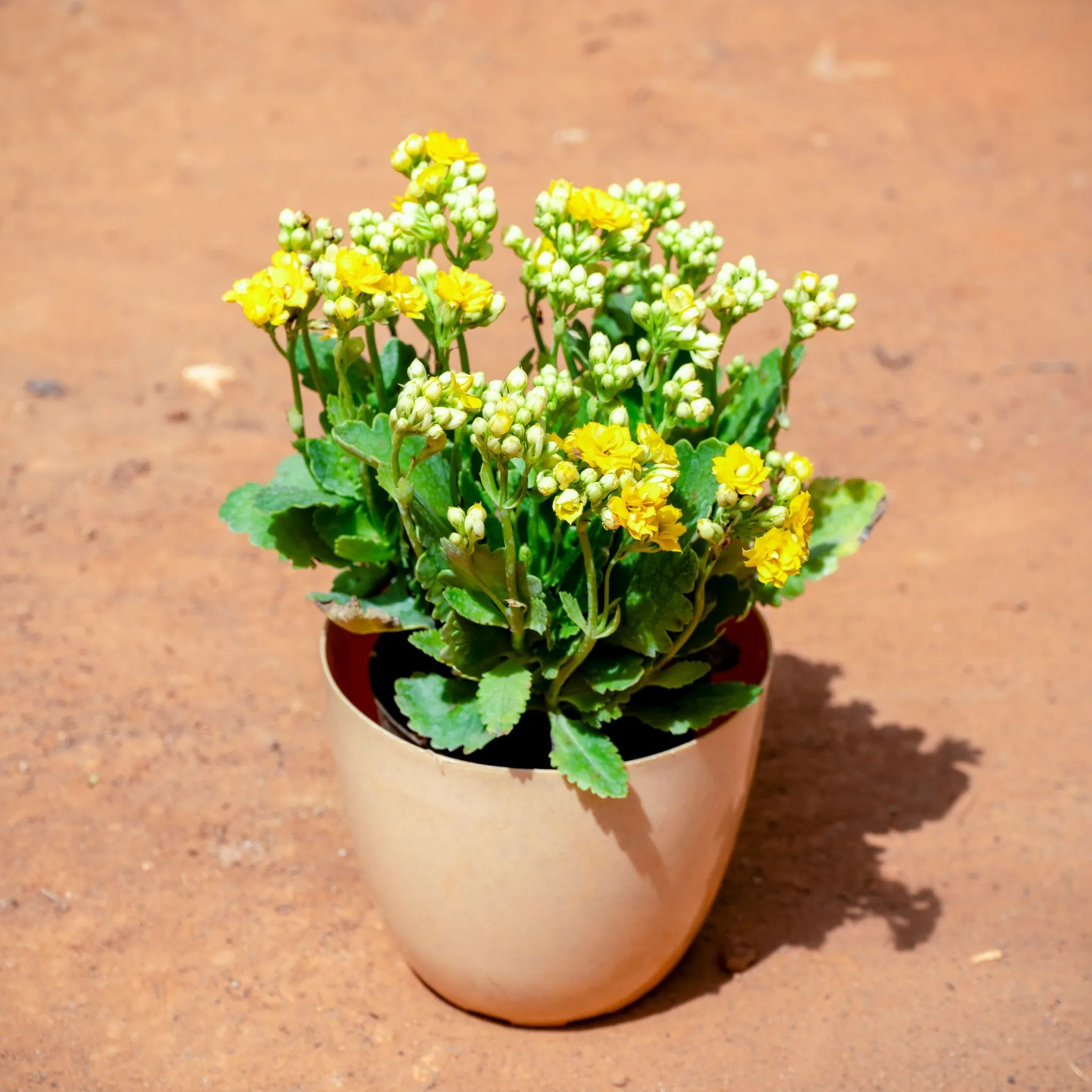 Kalanchoe Succulent (any colour) in 6 Inch Beige Marble Premium Orchid Round Plastic Pot