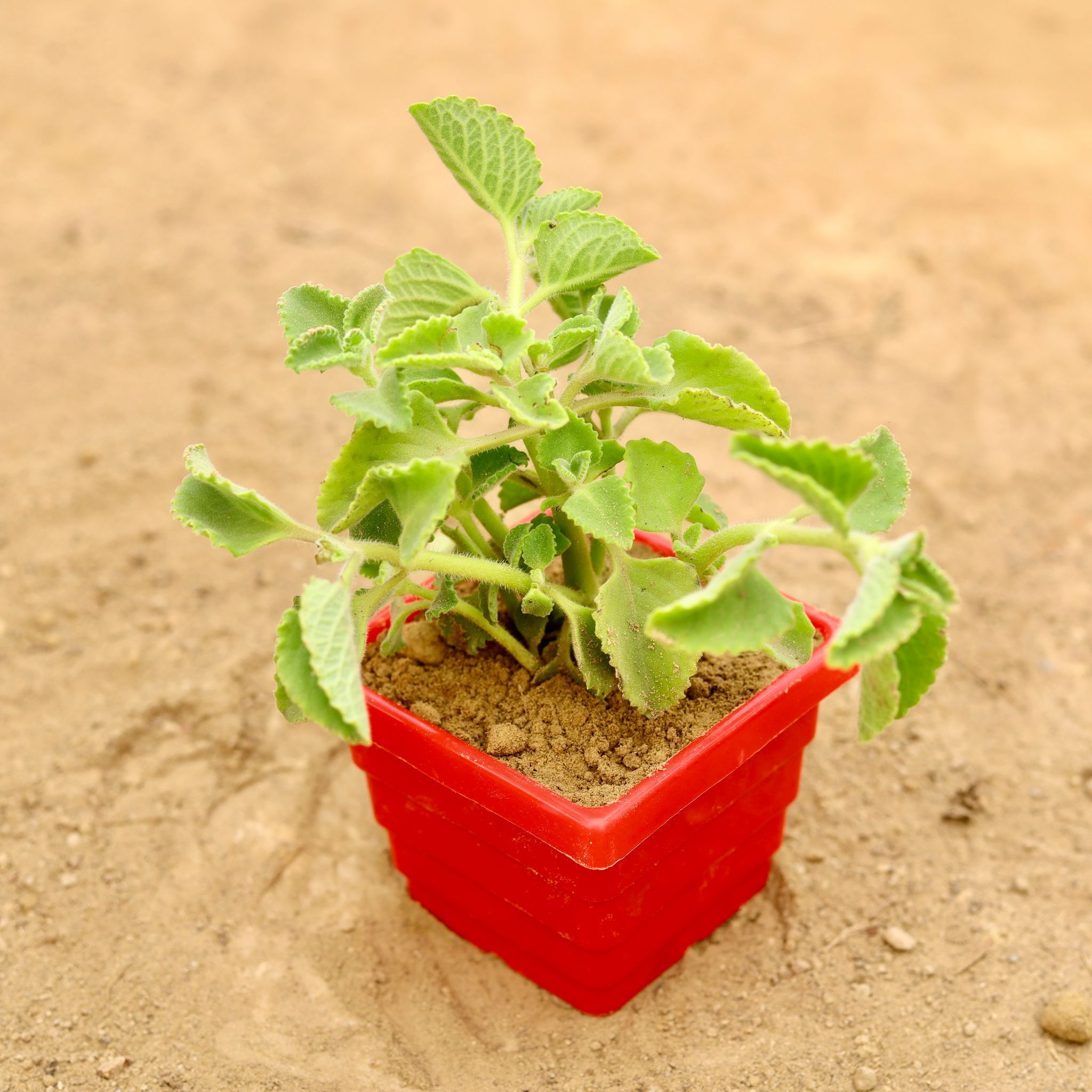Ajwain in 4 inch Red Premium Orchid Square Plastic Pot