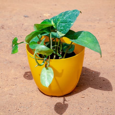 Money Plant Green in 4 Inch Live Fresh Plant Yellow Premium Orchid Round Plastic Pot in Sector 111