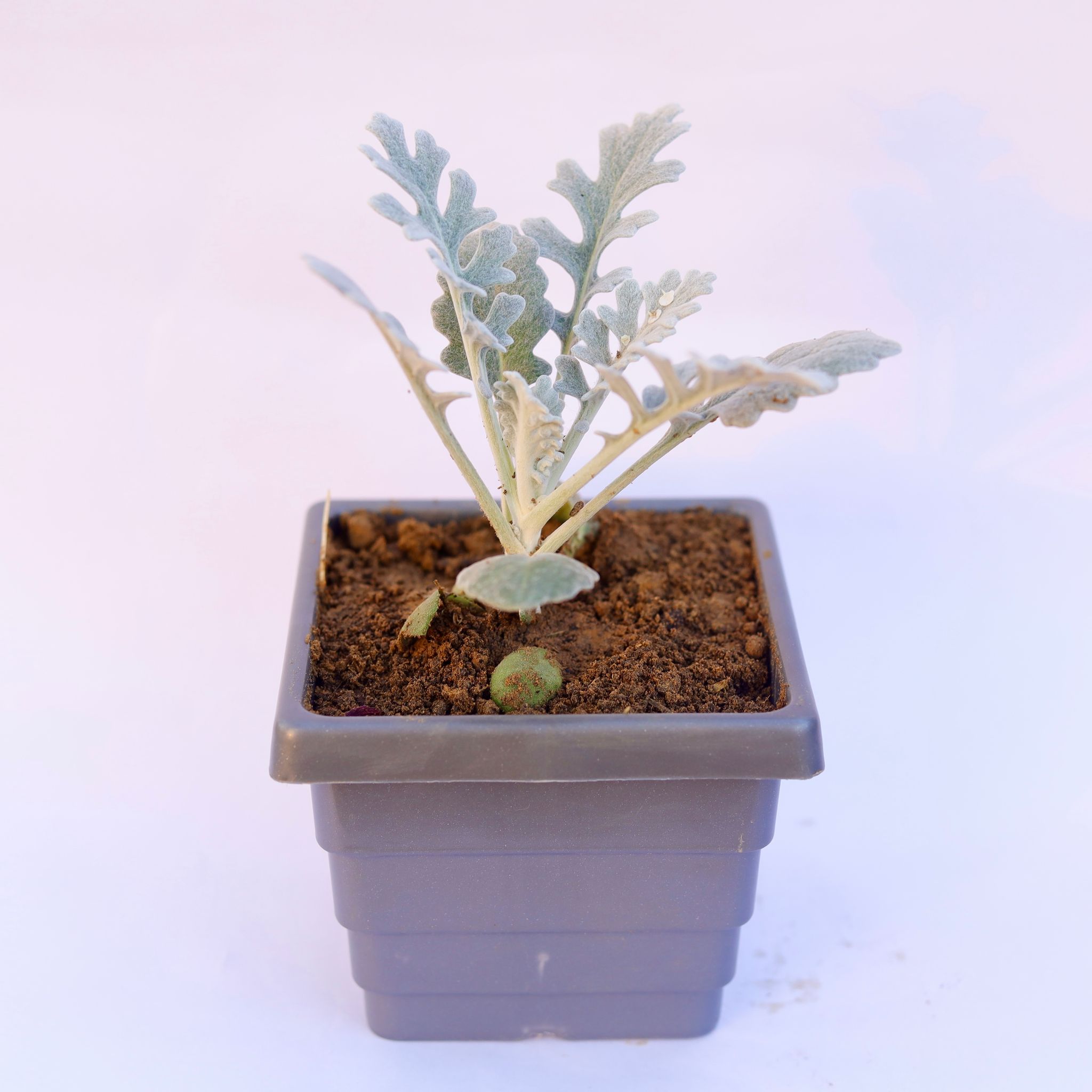 Silver Dust in 4 Inch Grey Premium Orchid Square Plastic Pot