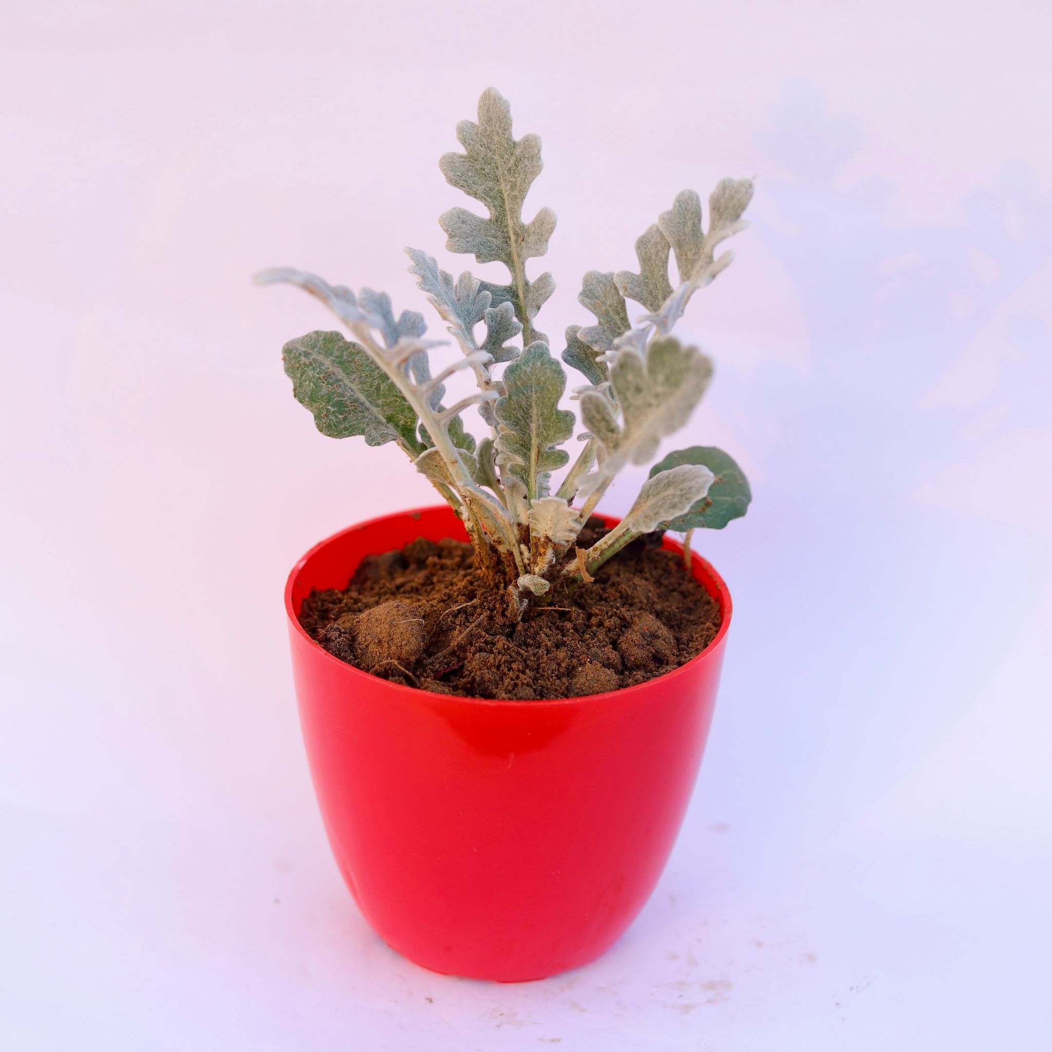 Silver Dust in 4 Inch Red Premium Orchid Round Plastic Pot