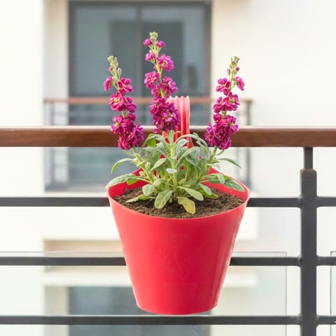 Stock Plant (Any Colour) in 7 Inch Red Single Hook Hanging Plastic Pot