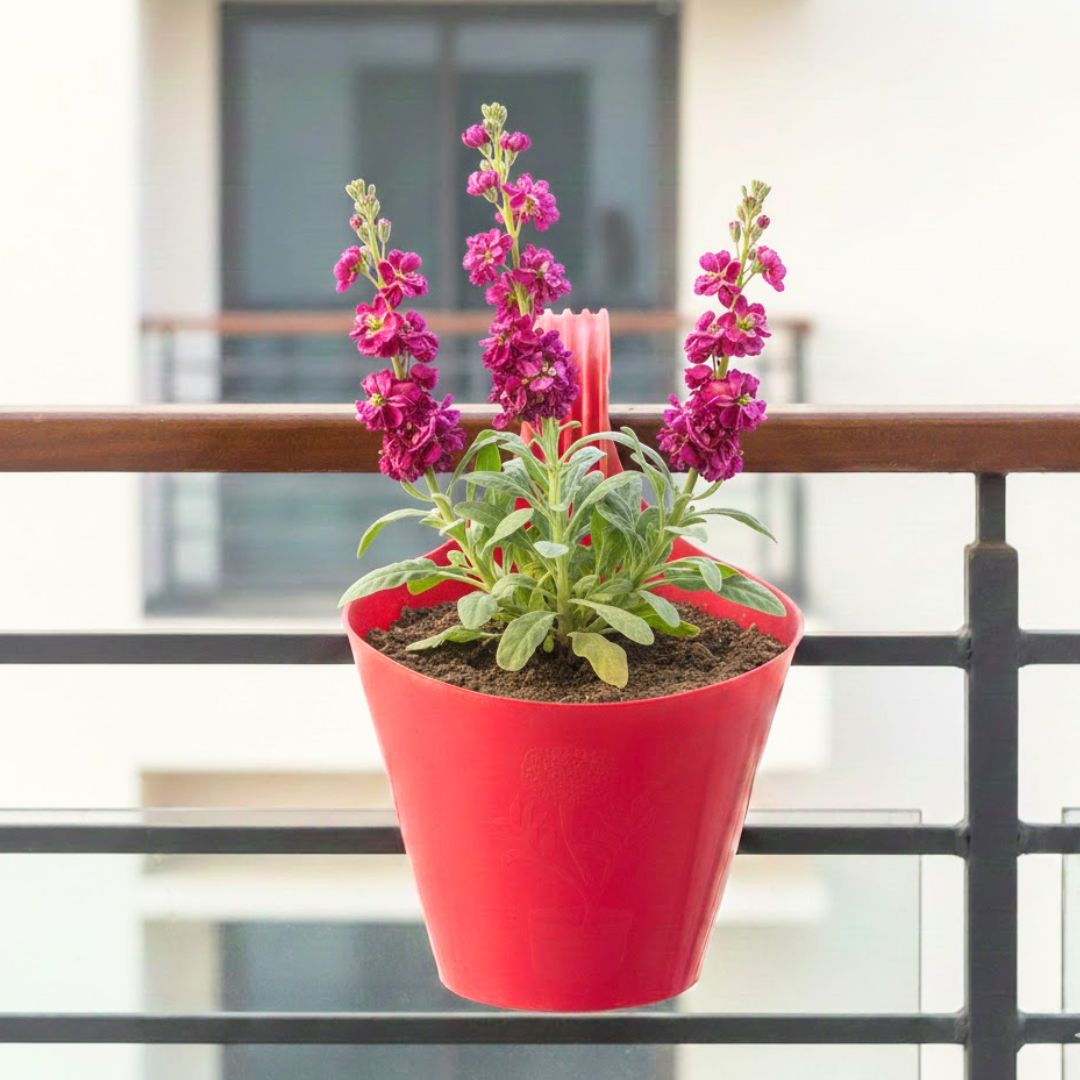 Stock Plant (Any Colour) in 7 Inch Red Single Hook Hanging Plastic Pot