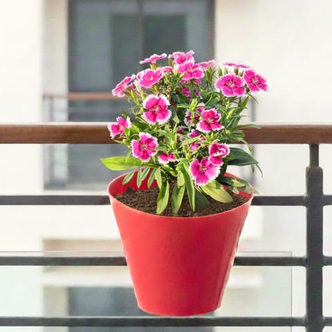 Dianthus Pink in 7 Inch Red Single Hook Hanging Plastic Pot