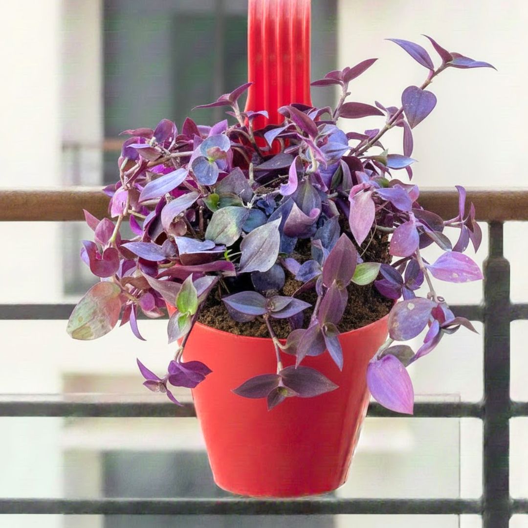 Purple Heart in 7 inch Red Single Hook Plastic Pot