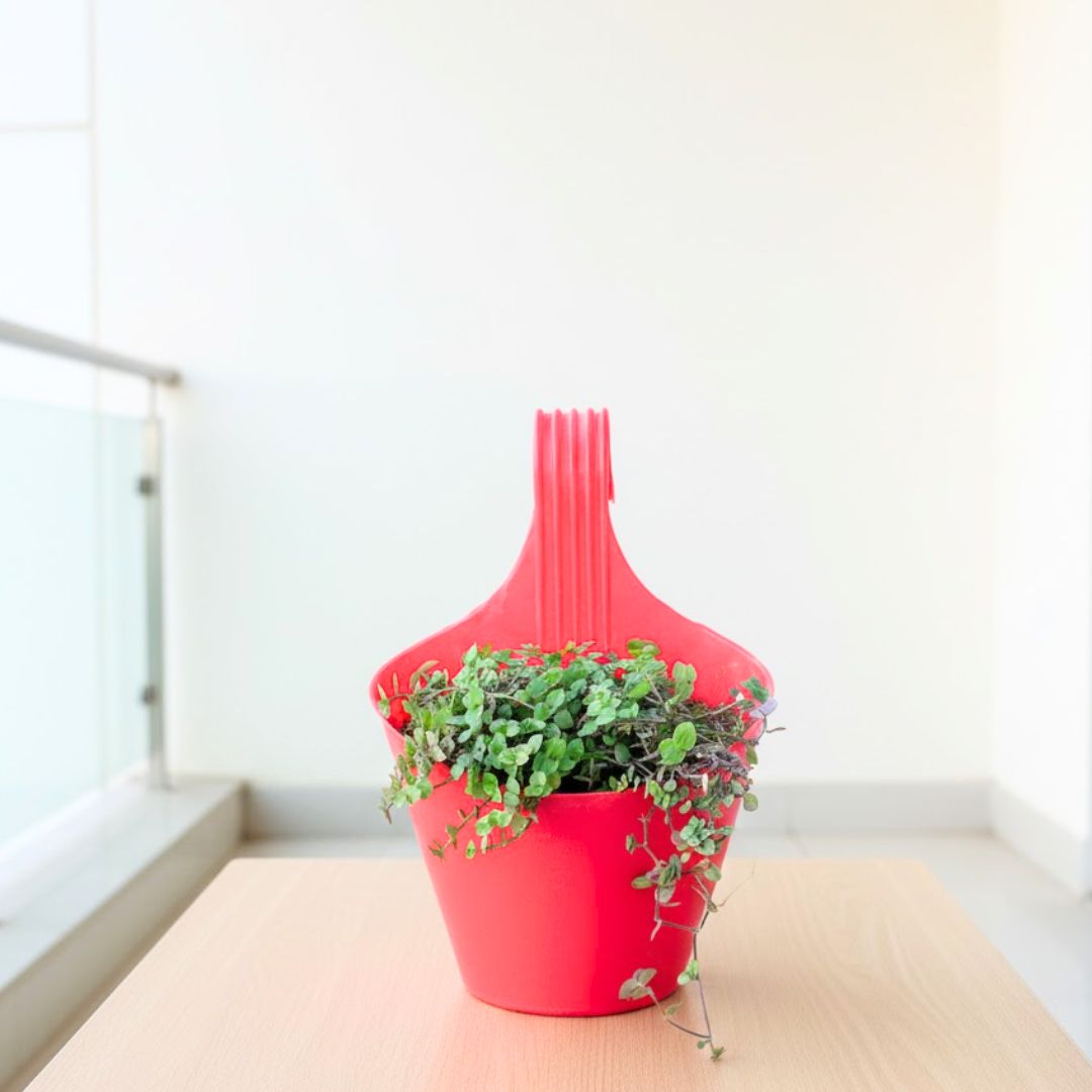 Turtle Vine Green in 7 Inch Red Single Hook Hanging Plastic Pot