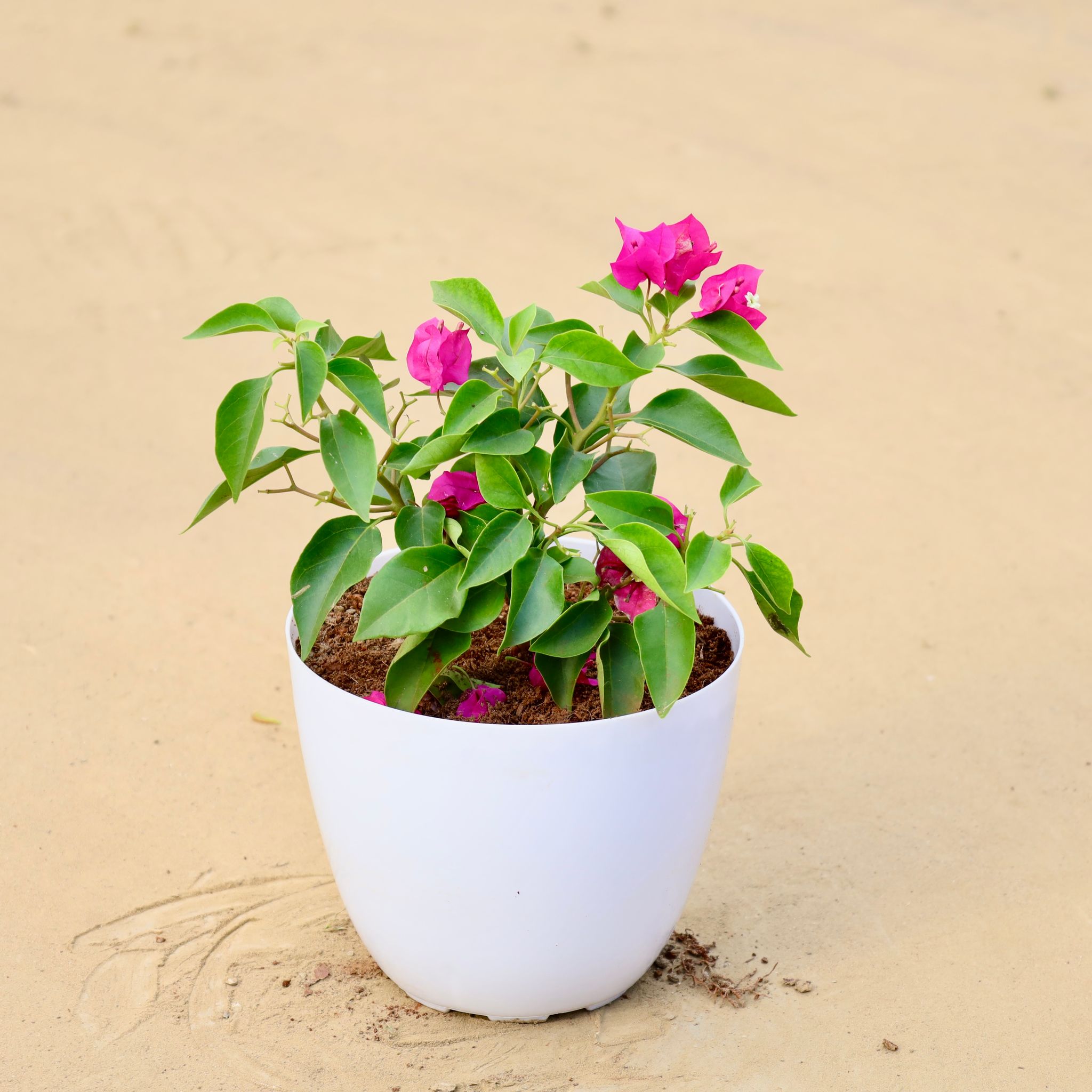 Bougainvillea Dwarf Pink in 6 Inch White Premium Orchid Round Plastic Pot