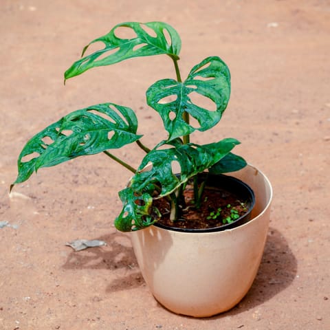 Monstera Broken Heart in 6 Inch Live Fresh Plant Beige Marble Premium Orchid Round Plastic Pot in Sector 44