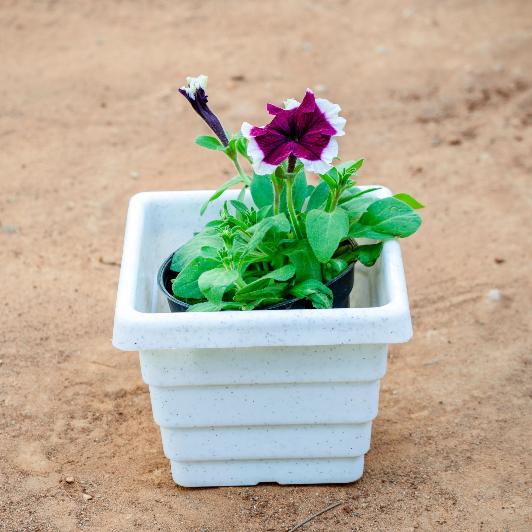 Petunia (Any Colour) in 6 Inch White Marble Premium Orchid Square Plastic Pot