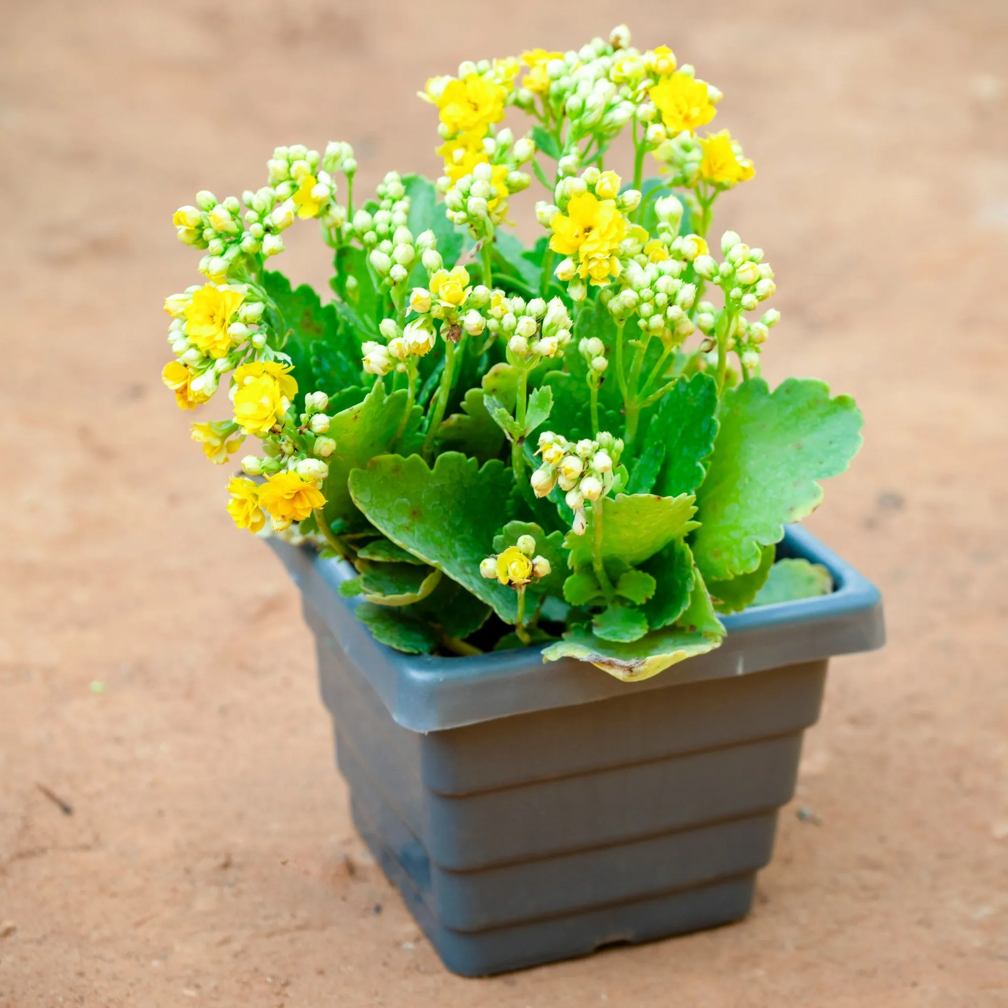 Kalanchoe Succulent (any colour) in 6 Inch Grey Premium Orchid Square Plastic Pot