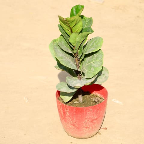 Fiddle Leaf in 6 Inch Red Premium Orchid Round Plastic Pot