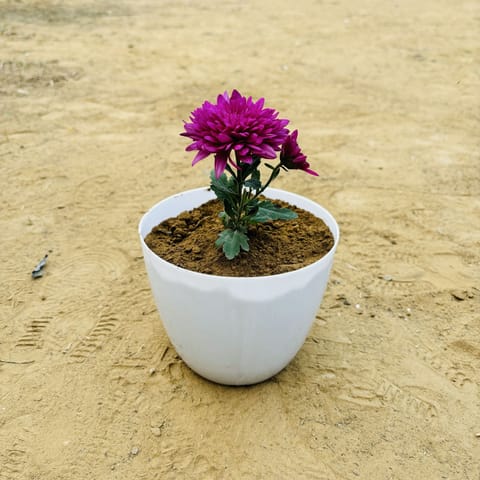 Dahlia Dwarf (any colour) in 6 Inch White Premium Orchid Round Plastic Pot