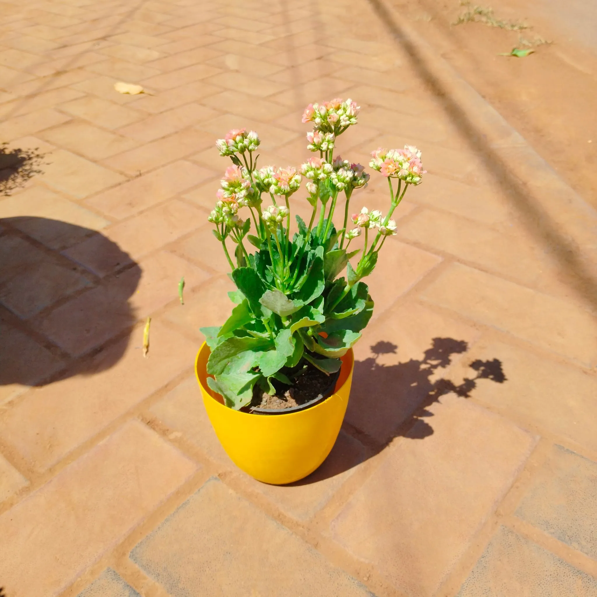Kalanchoe Succulent (any colour) in 6 Inch Yellow Premium Orchid Round Plastic Pot