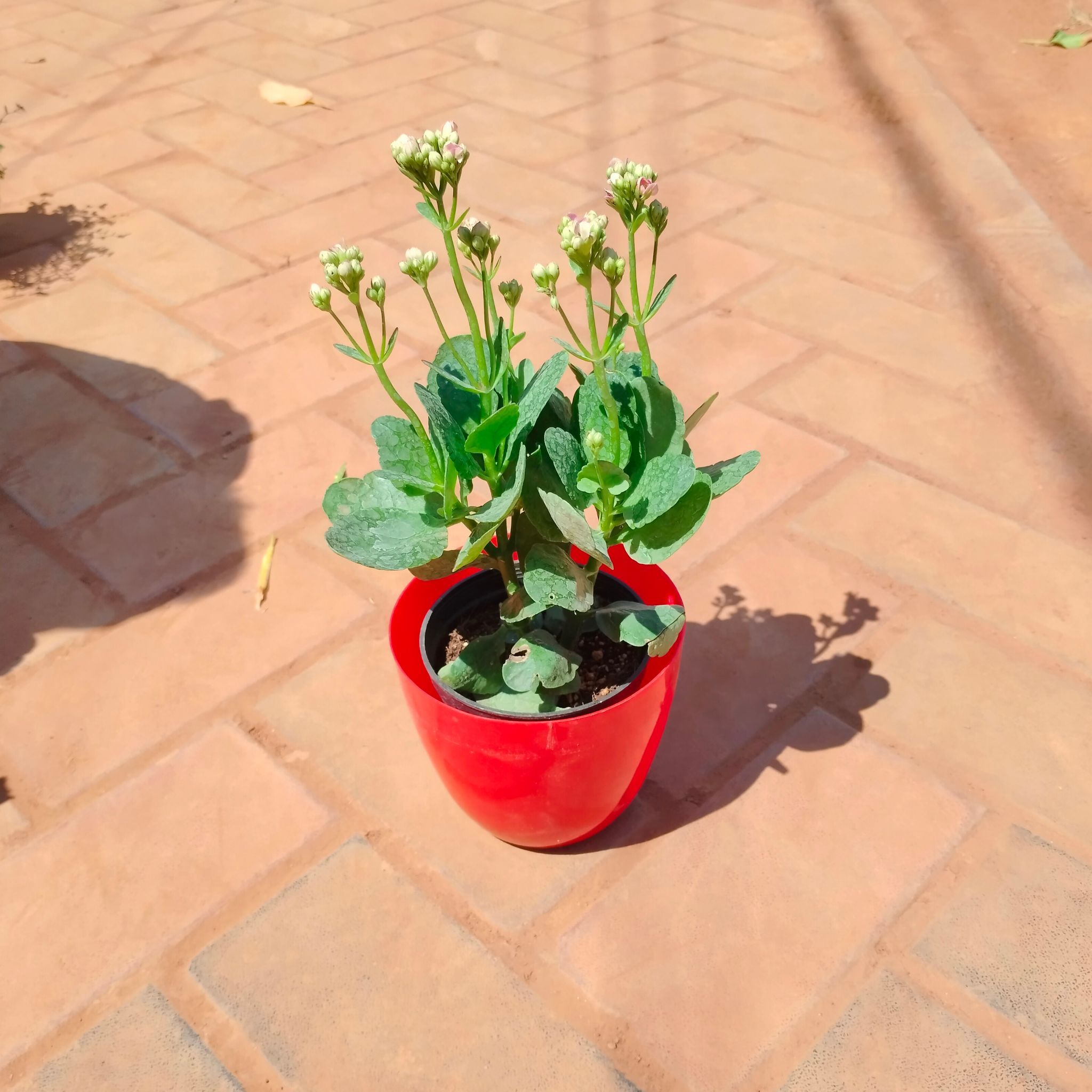 Kalanchoe Succulent (any colour) in 6 Inch Red Premium Orchid Round Plastic Pot
