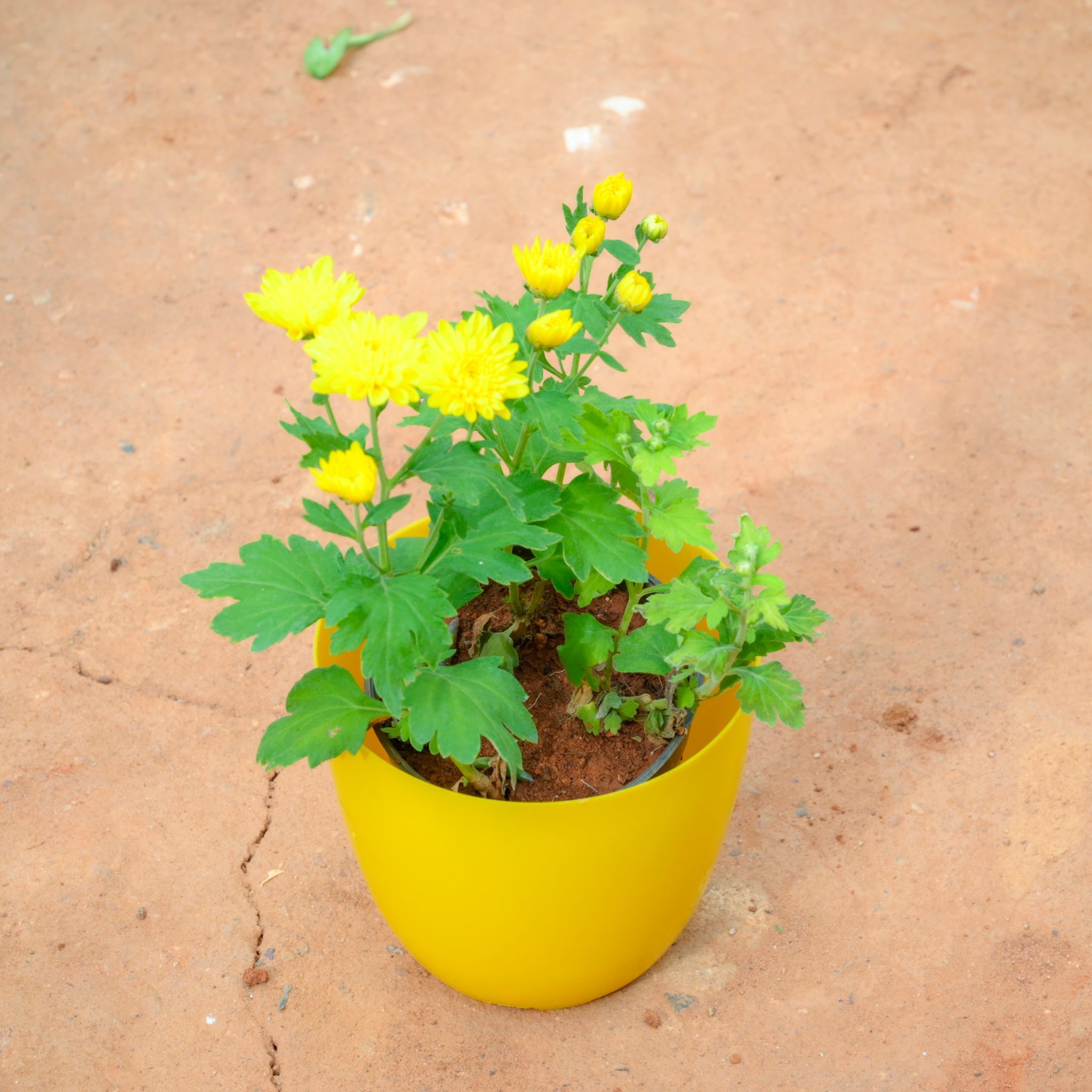 Chrysanthemum / Guldawari / Guldaudi (any colour) in 6 Inch Yellow Premium Orchid Round Plastic Pot