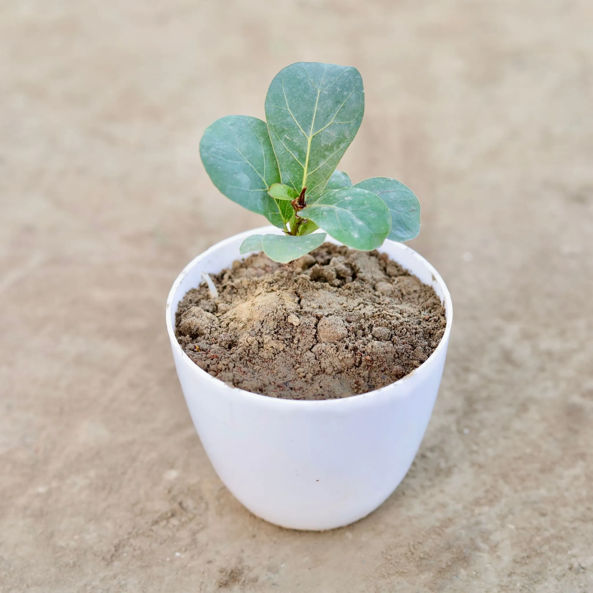 Fiddle Leaf in 4 Inch White Premium Orchid Round Plastic Pot