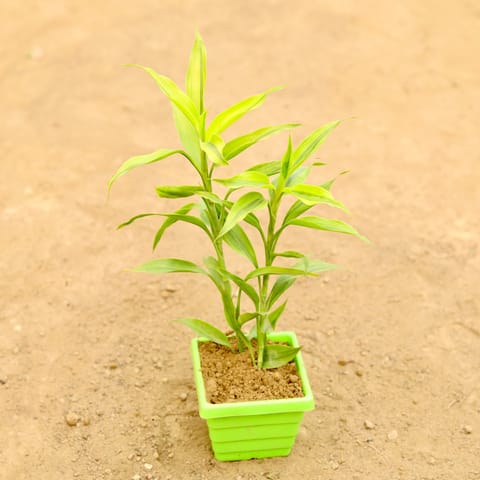 Lucky Bamboo in 4 Inch Green Premium Orchid Square Plastic Pot