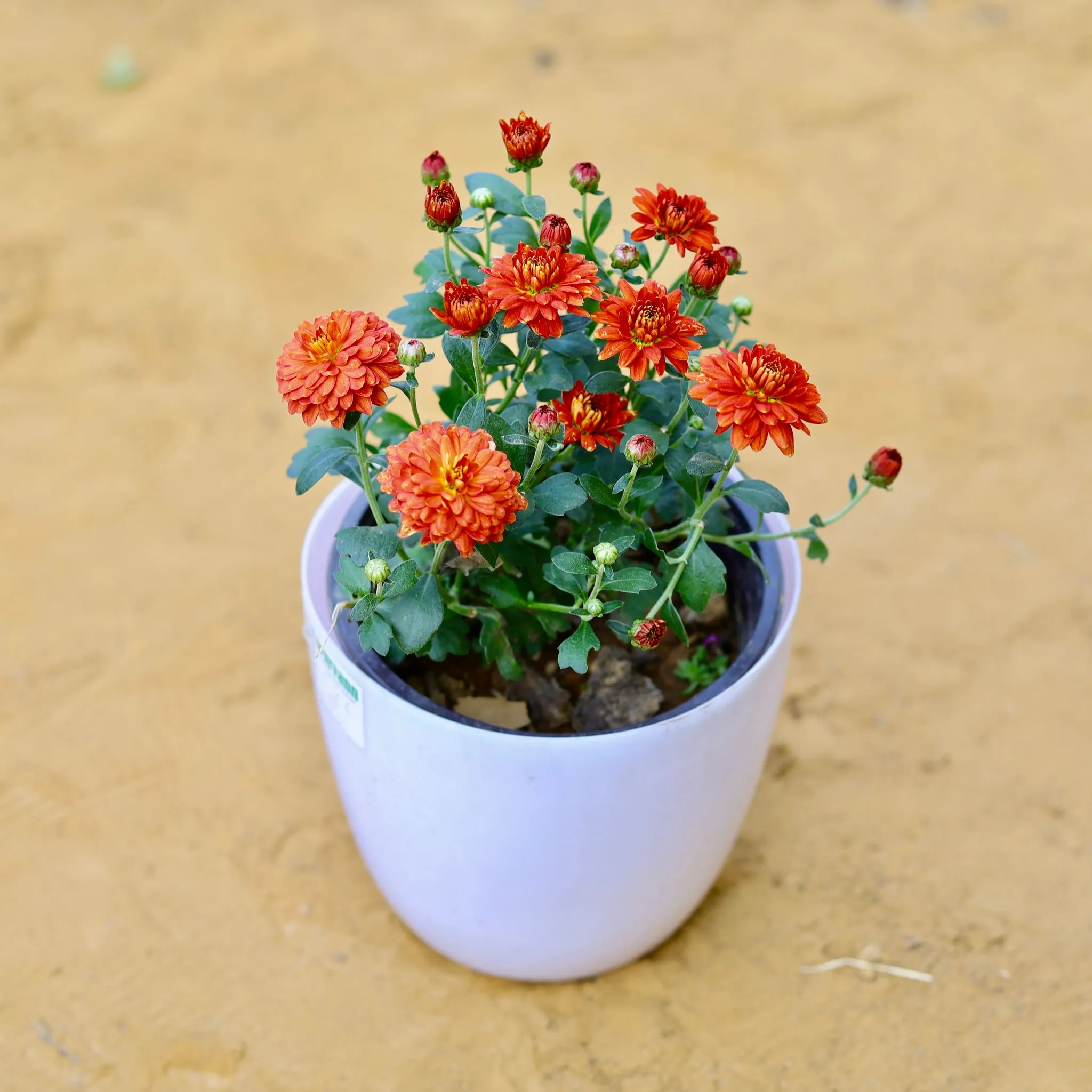 Chrysanthemum (any colour) in 6 Inch White Premium Orchid Round Plastic Pot