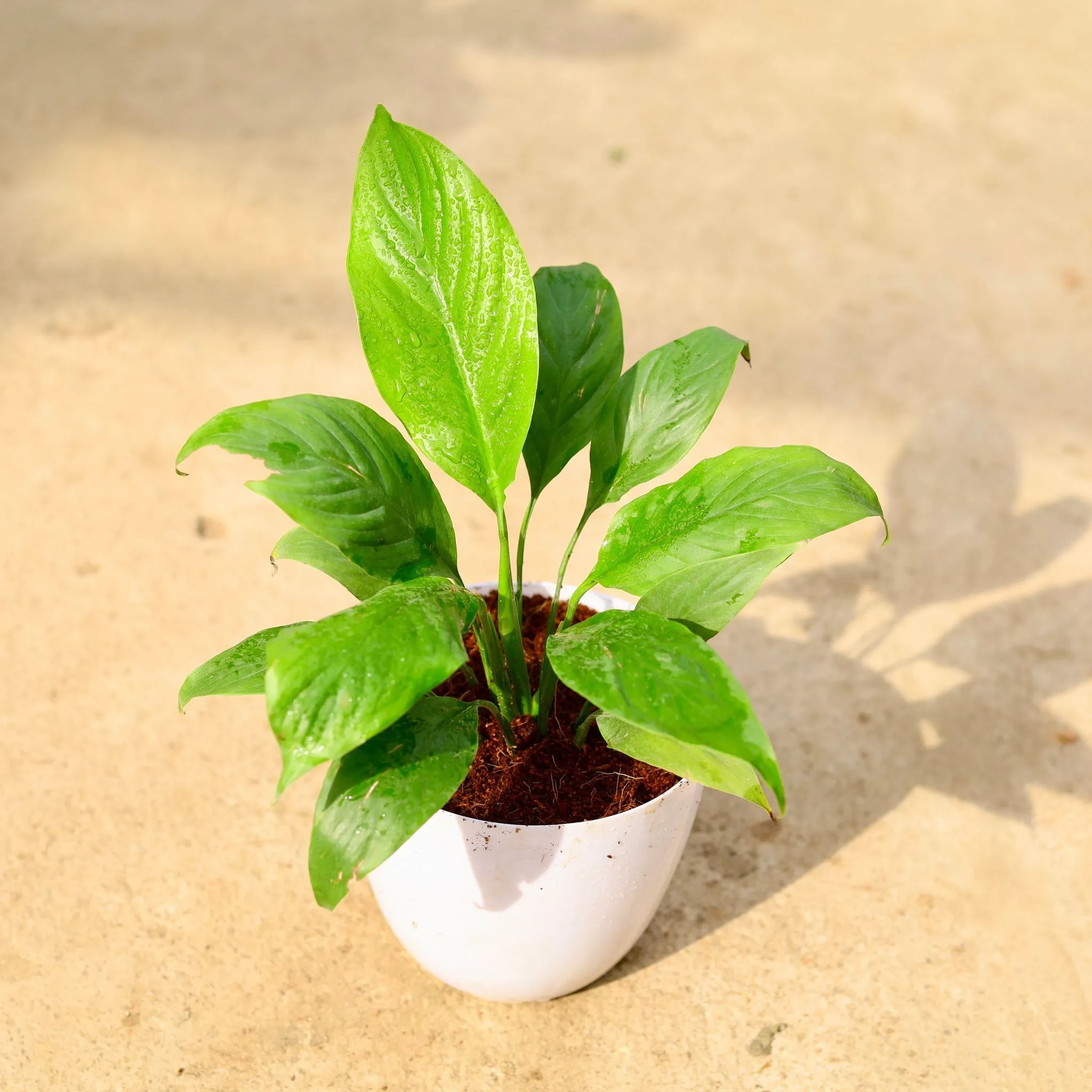 Peace Lily in 6 Inch White Premium Orchid Round Plastic Pot