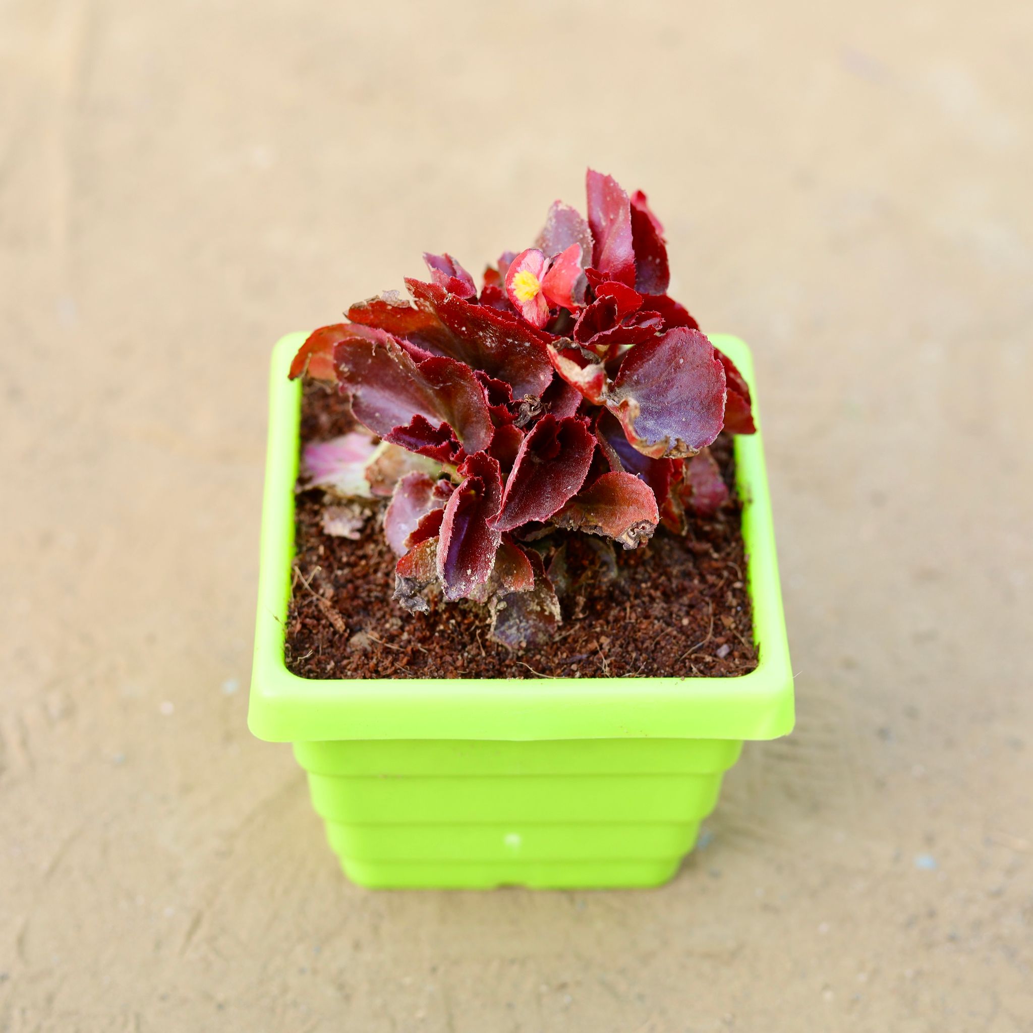 Begonia (any colour) in 4 Inch Green Premium Orchid Square Plastic Pot