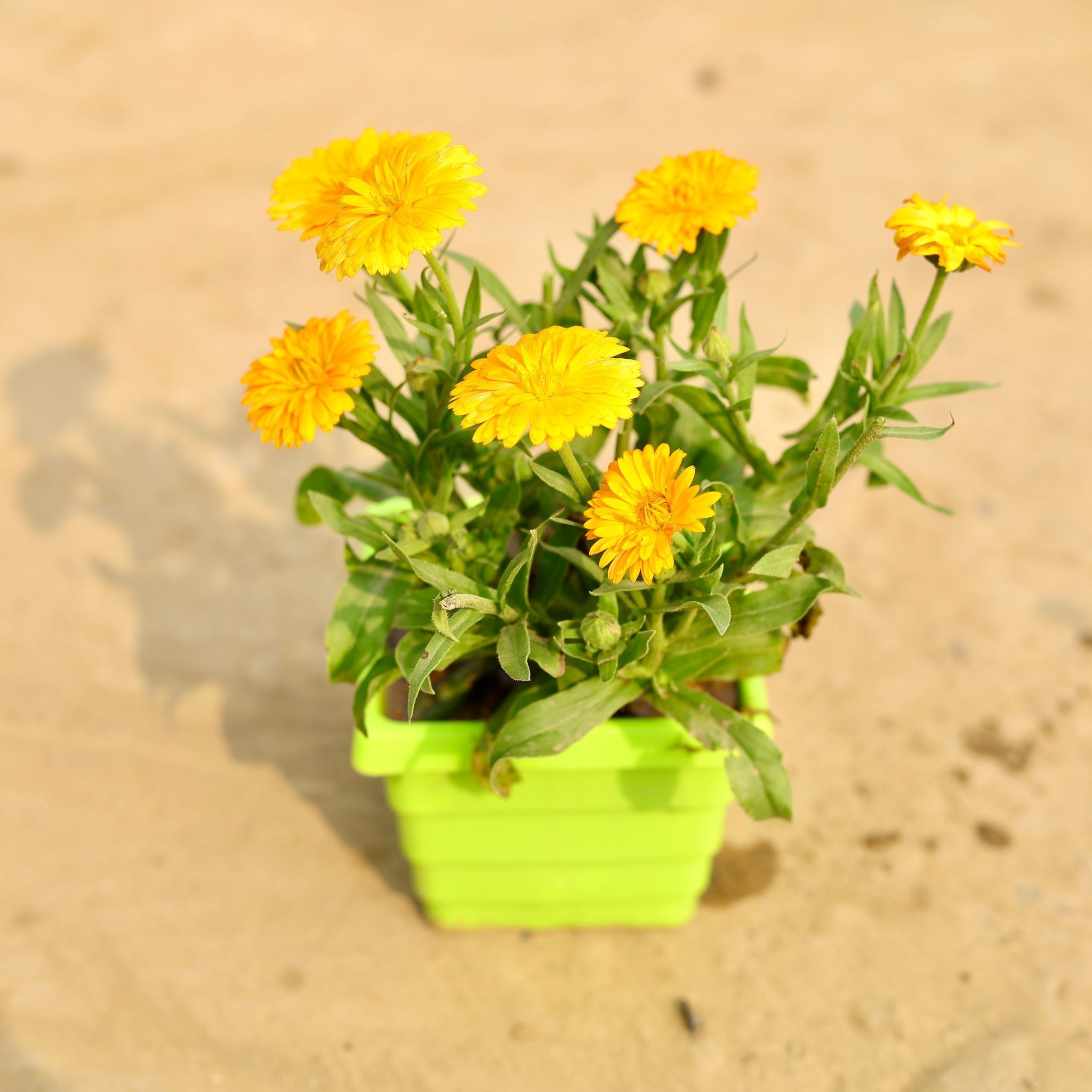 Calendula (Any Colour) in 4 Inch Green Premium Orchid Square Plastic Pot