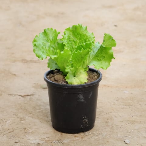Lettuce Green in 6 Inch Nursery Pot