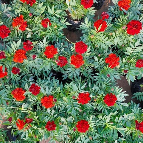 Set Of 3 - Marigold / Genda Jafri (Any Colour) in 4 Inch Nursery bag