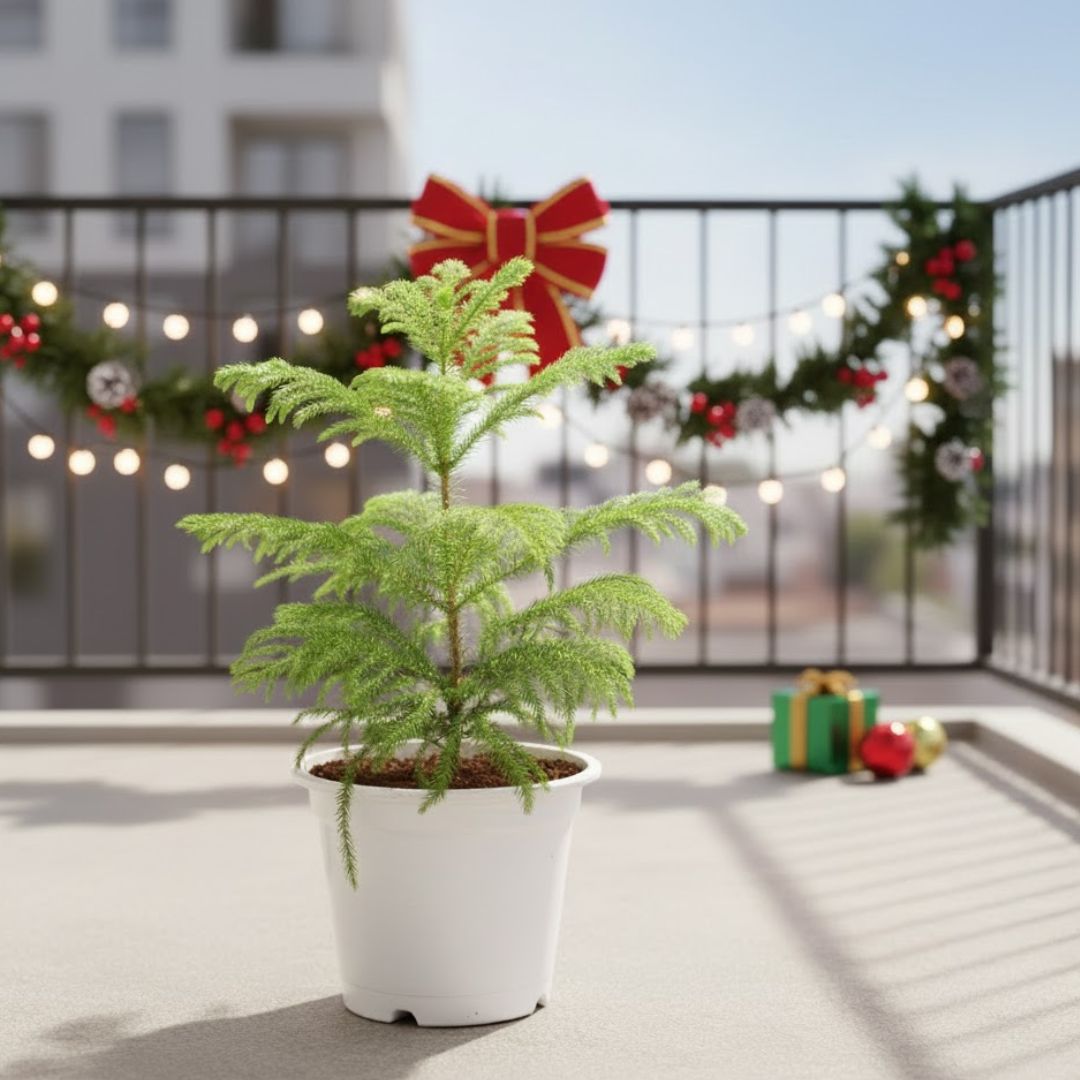 Araucaria / Christmas Tree in 8 Inch White Nursery Pot