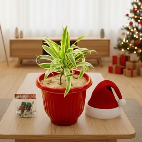 Song of India  in 8 Inch Terracotta Red Olive Plastic Pot