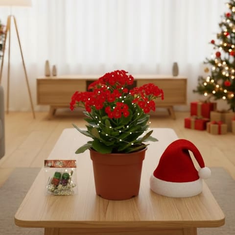 Kalanchoe Pink in 5 Inch Nursery Pot - With Santa Cap, Fairy Lights & Xmas Decor