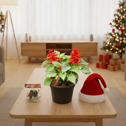 Salvia Red in 6 Inch Nursery Pot - With Santa Cap, Fairy Lights & Xmas Decor