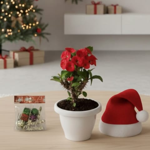 Euphorbia Mili Red in 8 Inch Classy White Plastic Pot - With Santa Cap, Fairy Lights & Xmas Decor